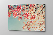 Obraz Jabloňové kvety 1395